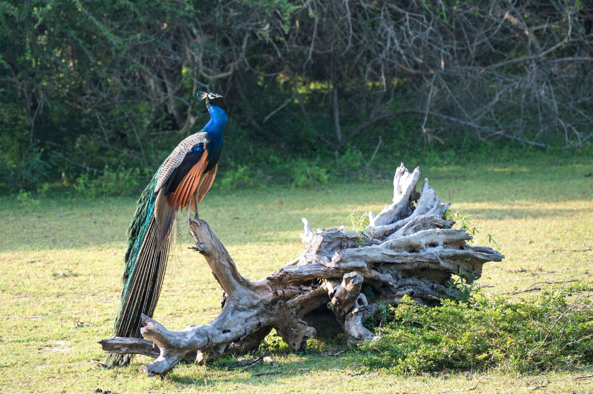Pfau Peacock (Pavo cristatus)